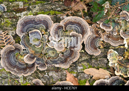 Coriolus versicolor bracket fungus growing on fallen dead tree trunk, Cumbria, England, UK. Stock Photo