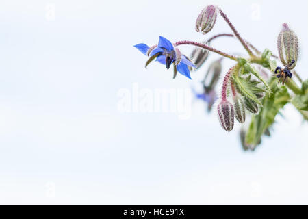 Borage Borago officinalis, a white background ID image of the common plant in flower, St Mary's, Isles of Scilly, August Stock Photo