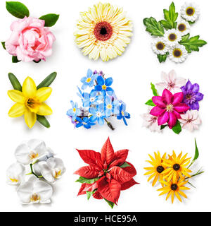 Flower collection isolated on white background. Set of spring and summer garden flowers. Floral design. Top view, flat lay Stock Photo