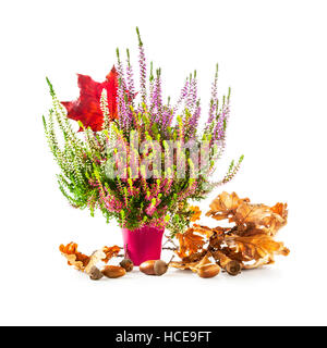 Autumn heather flowers. Flowerpot with multicolor erica bunch, dry oak leaves, acorns and maple leaf isolated on white background. Floral design Stock Photo