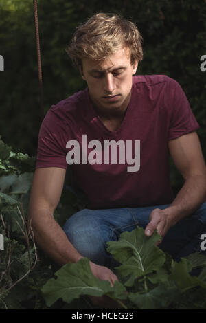 Man cutting leaves of beetroot plant Stock Photo