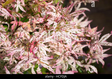 Ornamental leaves of Acer palmatum Ukigumo Floating Cloud Stock Photo