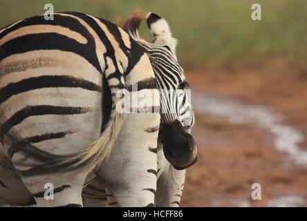 Zebra baby and mother Stock Photo