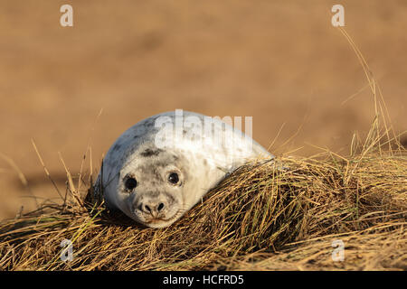 Grey Seal pup at Donna Nook, Lincolnshire, UK Stock Photo