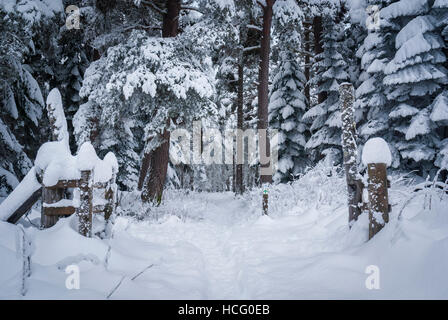 A landscape image of deep snow on a forest footpath near Nethybridge, Badenoch and Strathspey, Scotland Stock Photo
