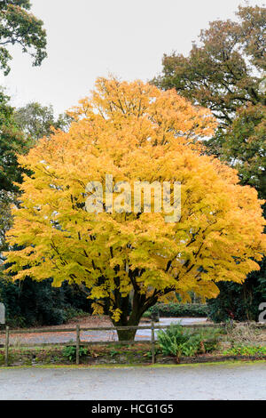 Yellow gold autumn foliage of the Japanese maple, Acer palmatum 'Sango Kaku', at The Garden House, Devon Stock Photo