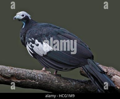 Blue Throated Piping Guan (pipile cumanensis) Stock Photo