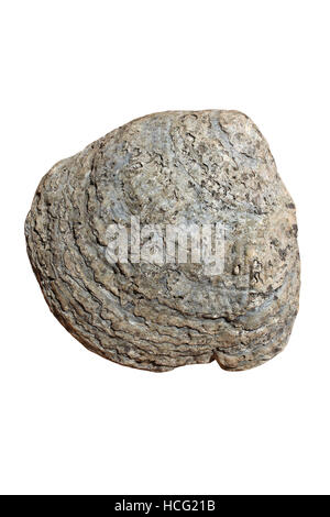 European Flat Oyster a.k.a. Native Oyster Ostrea edulis Showing Damage Due To  Polydora ciliata Stock Photo