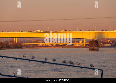 Germany, Cologne, the Zoo bridge and the Muelheimer bridge across the river Rhine, gulls on a balustrade. Stock Photo