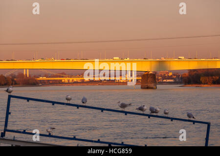 Germany, Cologne, the Zoo bridge and the Muelheimer bridge across the river Rhine, gulls on a balustrade. Stock Photo