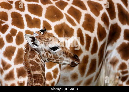 A one week old unnamed male Giraffe calf stands next to his mother Lehana at Port Lympne Wild Animal Park near Ashford in Kent. Stock Photo