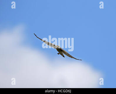 Kestrel, Falco tinnunculus, flying under blue sky Stock Photo