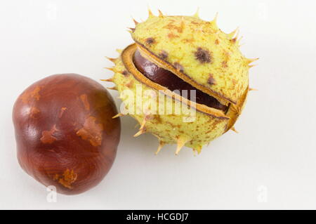 Wild chestnuts with leaves on a white background Stock Photo
