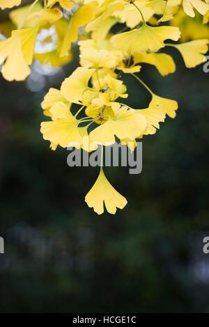 Ginkgo biloba 'Tremonia'. Maindenhair Tree in autumn Stock Photo