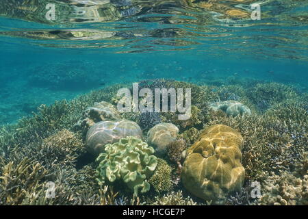 Corals underwater on a shallow reef, New Caledonia, south Pacific ocean Stock Photo