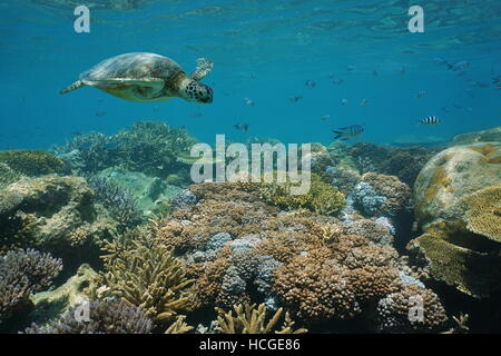 A green sea turtle underwater on a shallow coral reef with fish, New Caledonia, south Pacific ocean Stock Photo