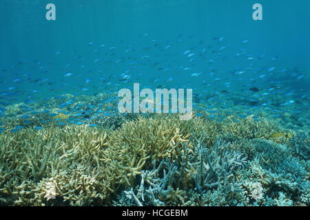 School of fish blue-green chromis above staghorn coral, underwater lagoon of Grand Terre island in New Caledonia, south Pacific Stock Photo