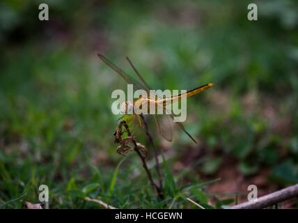 A yellow Dragonfly sitting peacefully on the stick and looking away in the area.. Stock Photo