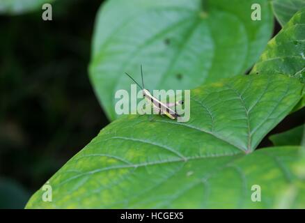 Small Grasshopper Sitting On The Leaf And Ready To Jump.. Stock Photo