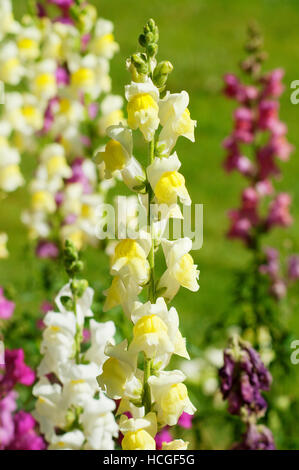 Snapdragon flowers. Close view. Stock Photo