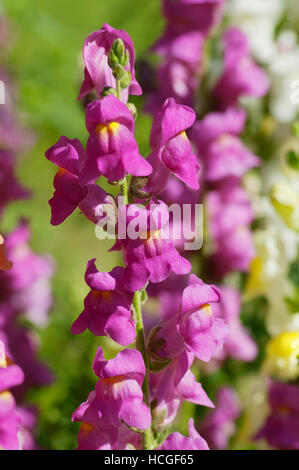 Snapdragon flowers. Close view. Stock Photo