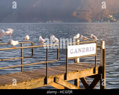 Lugano, Switzerland: gulls resting on the edge of the pier at Lake Lugano Stock Photo