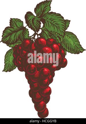 Bunch of red grapes isolated on white background. Vector illustration Stock Vector