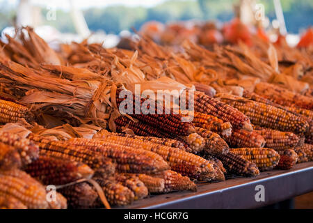 Indian corn on a fall display. Stock Photo
