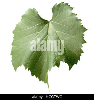 grape leaf isolated on the white background. Stock Photo