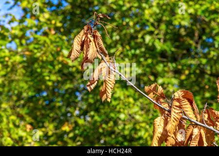 Dry brown leaves hanging from a branch against a background of green foliage Stock Photo