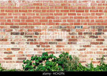 Red brick wall and green plant for background use Stock Photo