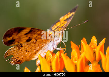 Pearl Crescent butterfly on a Butterfly Weed flower with flat wings and curled tongue Stock Photo