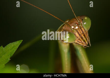 Close up view of a praying mantis showing eyes and antennae