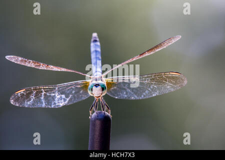 Dragonfly sunning on the tip of a car aerial Stock Photo