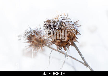 A delicate frost on a Cardoon thistle seed head Stock Photo