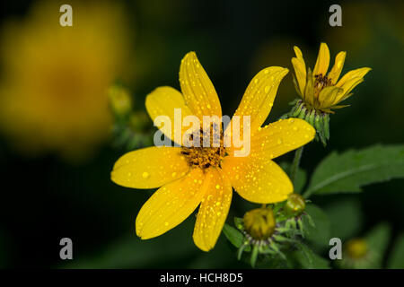 Two adjacent opened yellow Biden flowers with green leaves, unopened buds, water drops, and a de-focused flower int he background Stock Photo