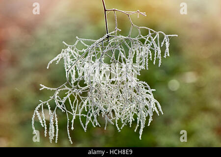 Smoke Bush frosted stems and branches Stock Photo