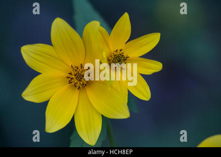 Two adjacent opened yellow Biden flowers with green leaves and green and blue background Stock Photo