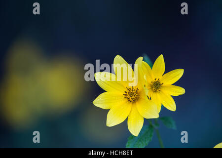 Two adjacent opened yellow Biden flowers with water drops, green leaves, and green, yellow, and blue background Stock Photo