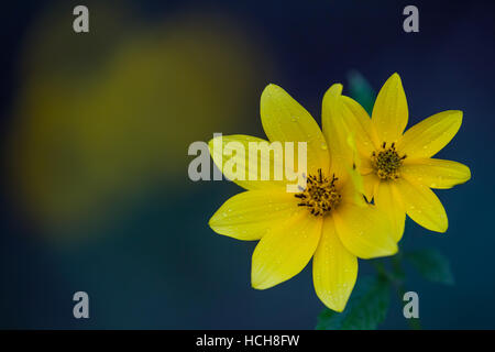 Two adjacent opened yellow Biden flowers with water drops, green leaves, and green, yellow, and blue background Stock Photo