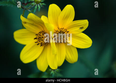 Two adjacent opened yellow Biden flowers with green and blue background Stock Photo