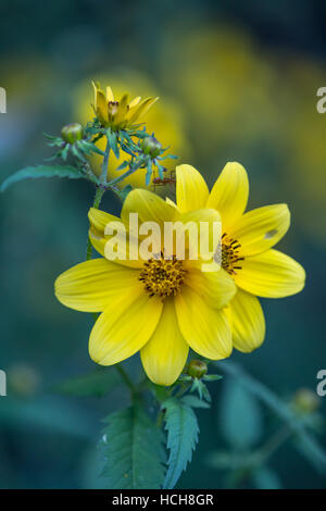 Two adjacent opened yellow Biden flowers with green leaves, unopened buds, and green and blue background Stock Photo
