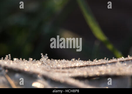 Crystals of ice formed on the back of a leaf on the ground in winter Stock Photo