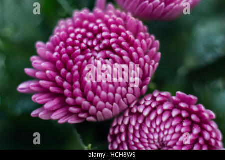Purple and white petals of unopened Chrysanthemum buds with a green background Stock Photo