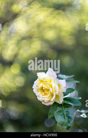 Peach colored rose with green leaves with  dramatic bokeh highlights