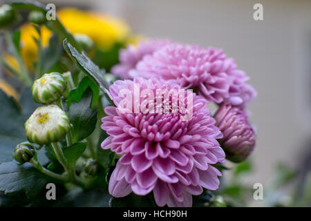 Purple Chrysanthemum blooms newly opened with other buds of unopened flowers, with green leaves Stock Photo