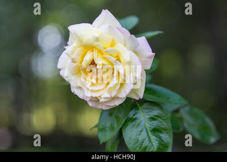 Peach colored rose with green leaves with  bokeh highlights