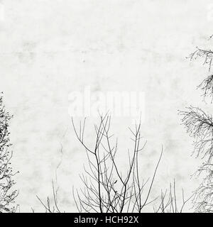 photo birch tree and the window on the background of old houses with windows  plastered white plaster Stock Photo