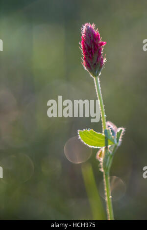 Crimson Clover flower with long green stem and artistic bokeh highlights Stock Photo