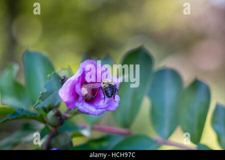 Bee in flight about to land on a purple Rose of Sharon flower that is not yet fully opened, with leaves and bokeh highlights Stock Photo